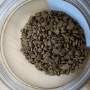 에브리캣 이미지