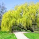 버들피리 이미지