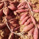 수진농장 이미지