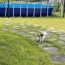 포댕 | 포항 애견동반 카페 포댕 후기 / 분위기 좋은 카페 추천