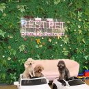 레스트펫카페테리아 | 울산애견카페 : 넓은 운동장과 수영장까지 이용가능한 "레스트펫" 솔직후기
