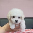 the 굿 dog 이미지