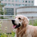 펫미픽미 이미지