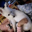 토담스펫 이미지