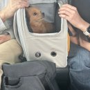 퐁이네 애견 이미지