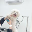 곱디곱개 이미지