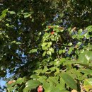 국립소록도병원 한센병박물관(휴관) 이미지