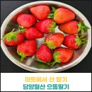 월산농장 | 담양 월산 으뜸딸기 후기