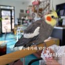 앵무타운 이미지