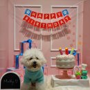 웰니스 애견 미용실 스타필드 수원점 | 수원 애견용품점과 동물병원이 함께있는 몰리스펫샵 스타필드 수원점