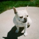 보듬동물병원 이미지