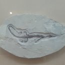 부산해양자연사박물관 이미지