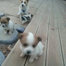 개 키우는 언니 이미지