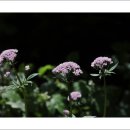 태백산 들꽃 산행(2026.05.29)