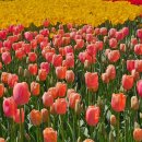 남부여 보호소 동물병원 | [태안/ 안면도]태안국제원예치유박람회🌸🌸🌸가장 자세한 후기