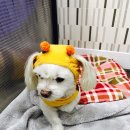 예뻐질개 | 구미애견호텔 구미애견유치원 강아지호텔