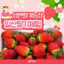 (주)행복한농장 | 일산딸기체험 딸기잼과 아이스크림만들기 후기 성연딸기농장