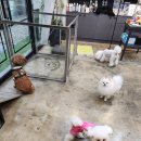 지니펫살롱 이미지