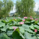 부여(사비)-15 이미지