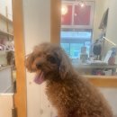 강아지는 미용빨 이미지