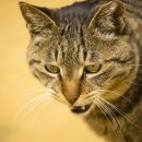 삼마네개냥이 이미지