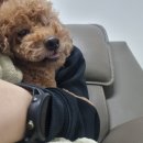 베를린 동물치과센터 이미지