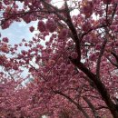 왕벚꽃식당 이미지