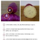 아어가지 이미지