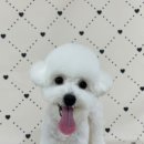 마이멍멍 이미지