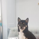 벨라 펫샵 이미지