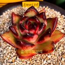 솔레미오 이미지