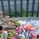 쓰리씨원
