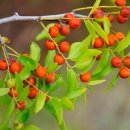 약초마을 이미지