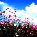 대저생태공원 이미지