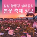 장성 황룡강 축제
