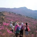 일요산행 4 /29 "비슬산" - 참꽃축제 이미지