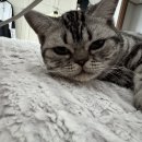 떡.보