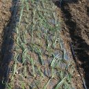 방아농장 이미지