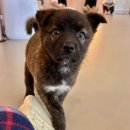 다시사랑받개 | 서울 중랑구 유기견카페 다시사랑받개 주말 후기