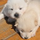 복슬 강아지 이미지