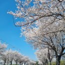 🌸벚꽃엔딩 후 만들어 본 🌸벚꽃 계란말이 이미지