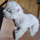 펫트러스트 이미지