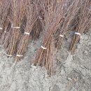 자작농장 이미지