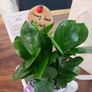 양덕동575 | [창원꽃집] 제이써니플라워 창원꽃집 금전수 구입 후기