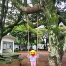 크린에이드제주표선점 | 제주 아이와 가볼만한곳 표선 목장카페 밭디 승마 먹이주기 후기