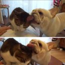 고양이세수 이미지