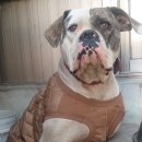 아델리오 이미지