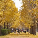 은행나무 이미지