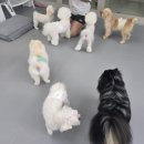 브라이튼독 이미지