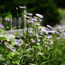 강애산애 이미지